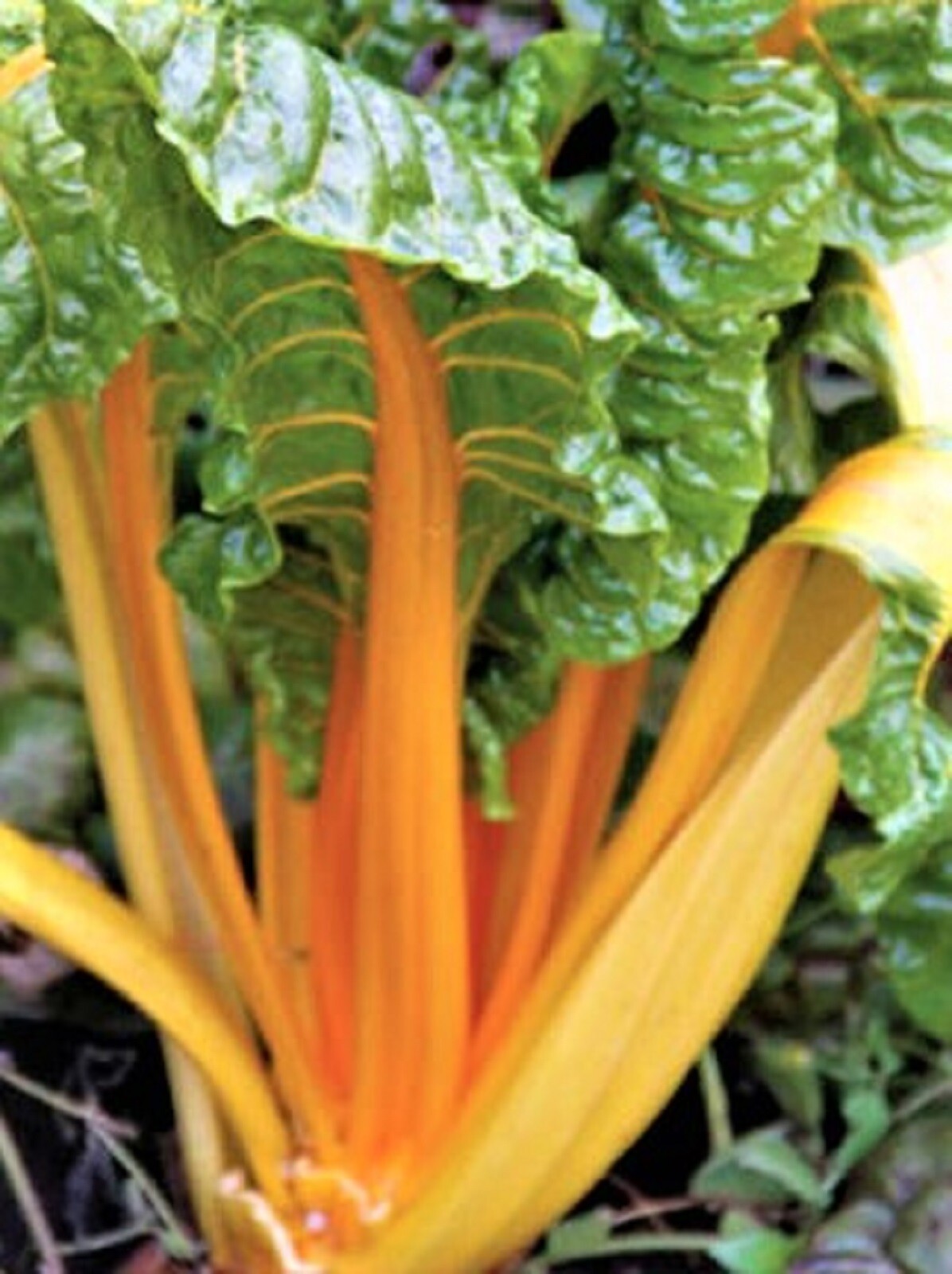 Orange Fantasia Swiss Chard Seeds 100+ SEEDS –BUY 4 ITEMS FREE SHIPPING