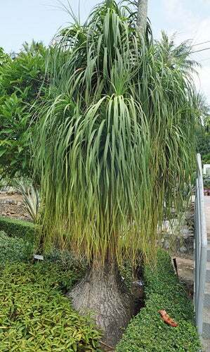 Beaucarnea recurvata | Ponytail Palm | Bottle Palm | Elephant’s Foot | 20 Seeds