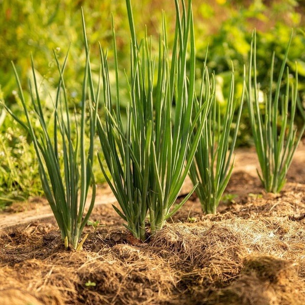 Bunching Onion (White) Seeds | Organic | NON-GMO | Heirloom | Best Seller