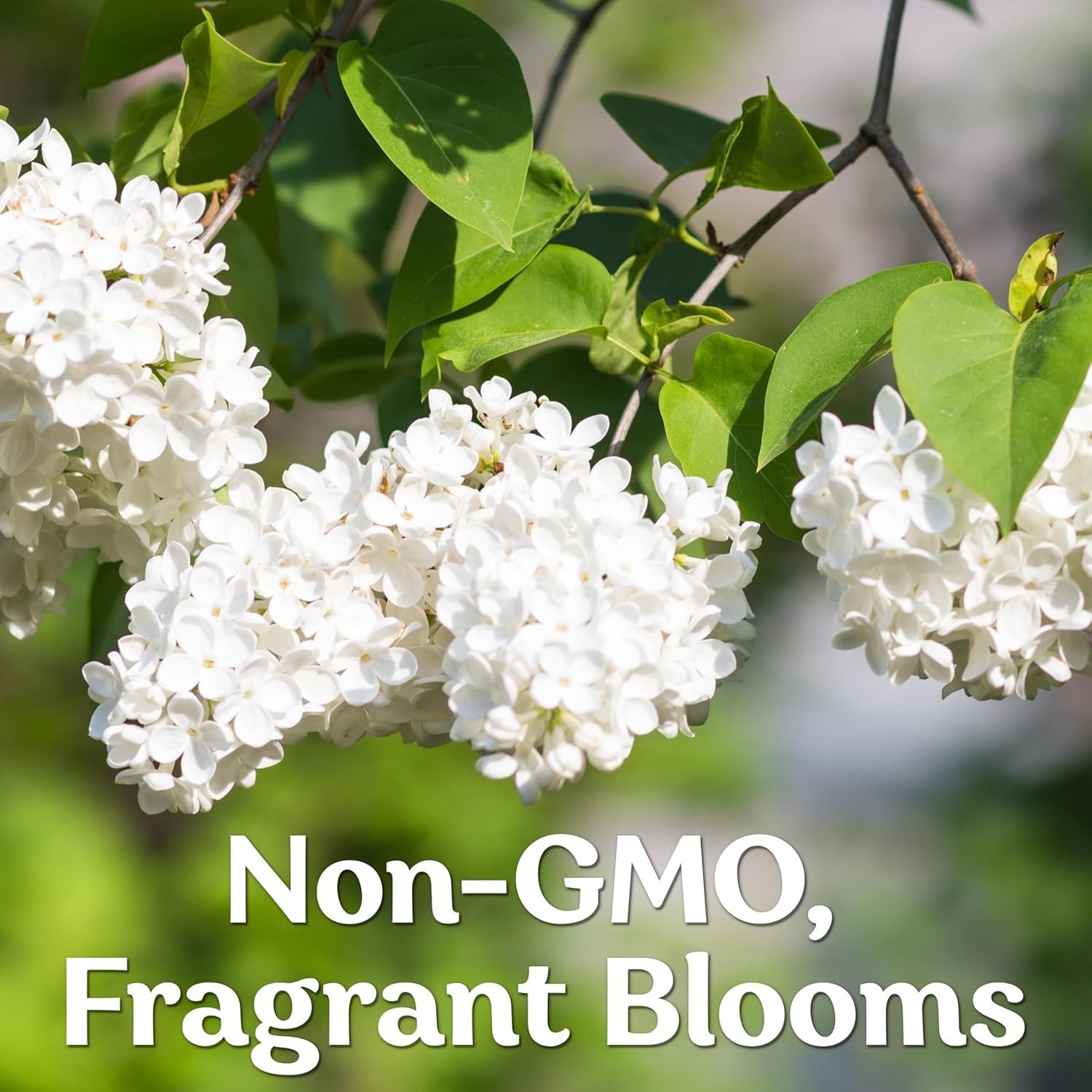 Grow 60 White Japanese Lilacs – Fragrant Seeds for Outdoor Beauty and Elegance