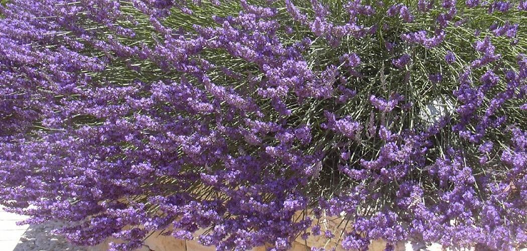 Lavender Vera/English Seeds for Planting – Organic NO GMO’s . Free Shipping!