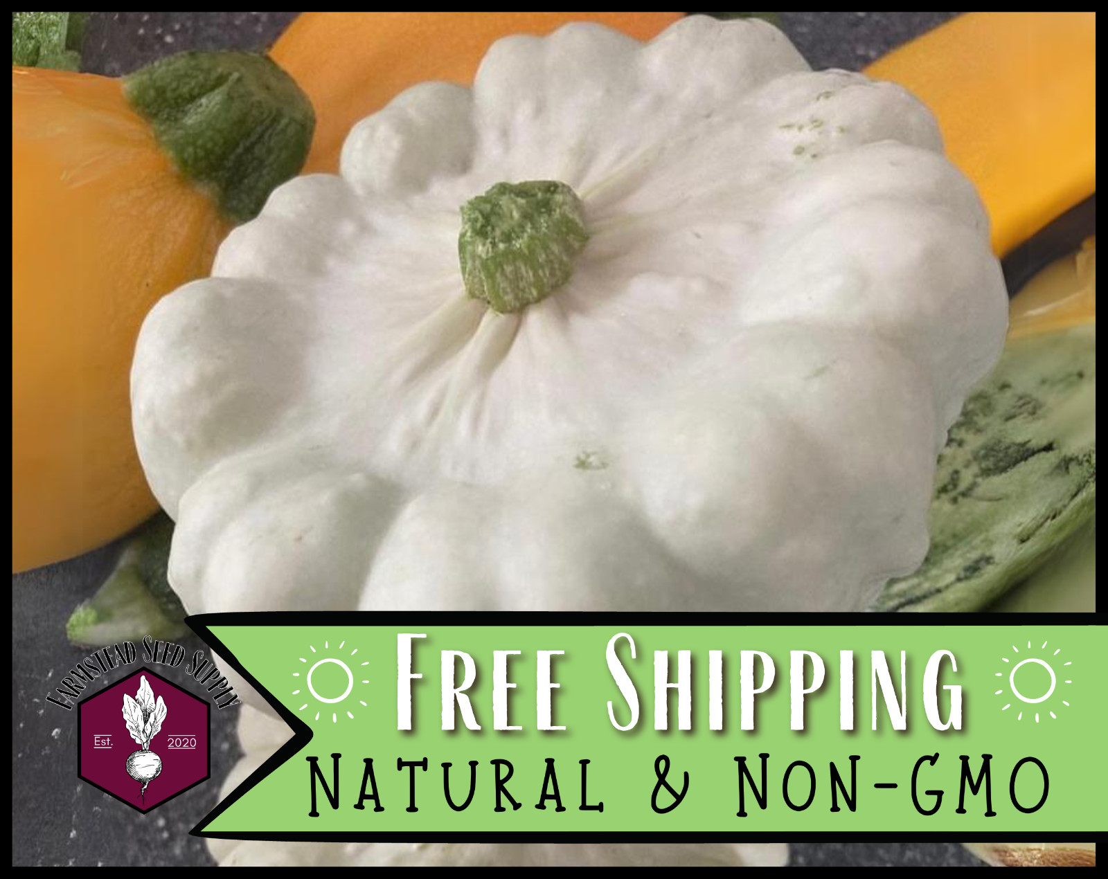 75+ White Bush Scallop Squash Seeds | RARE HEIRLOOM, Vegetable Gardening Seed