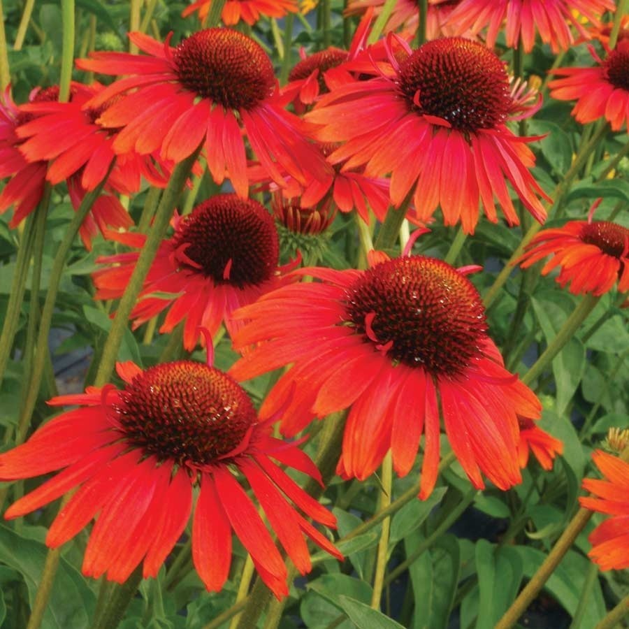 50 Red Ombre Coneflower Seeds Echinacea Perennial Seed Flowers US SELLER