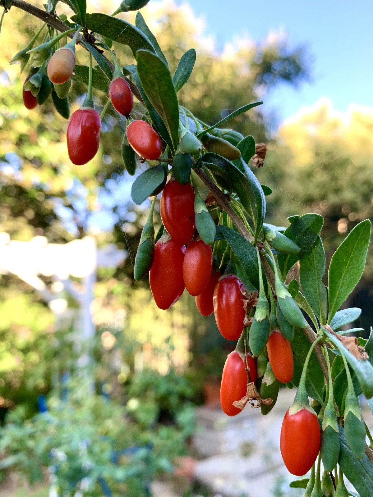 Goji Berry, Wolfberry, Lycium Barbarum – 100 seeds 2024 – USA Seller