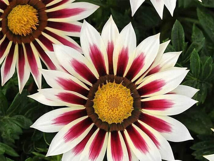 Gazania Seeds – Rose Stripe – 12 counts
