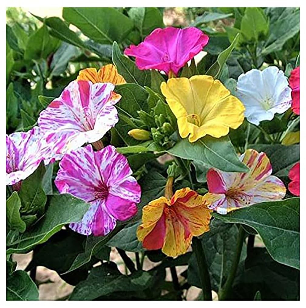 80 PCS Broken Colors Four O’Clock Seeds Tender Perennial Reseed Easily