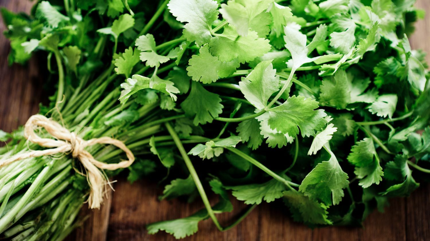 Cilantro 12 oz
