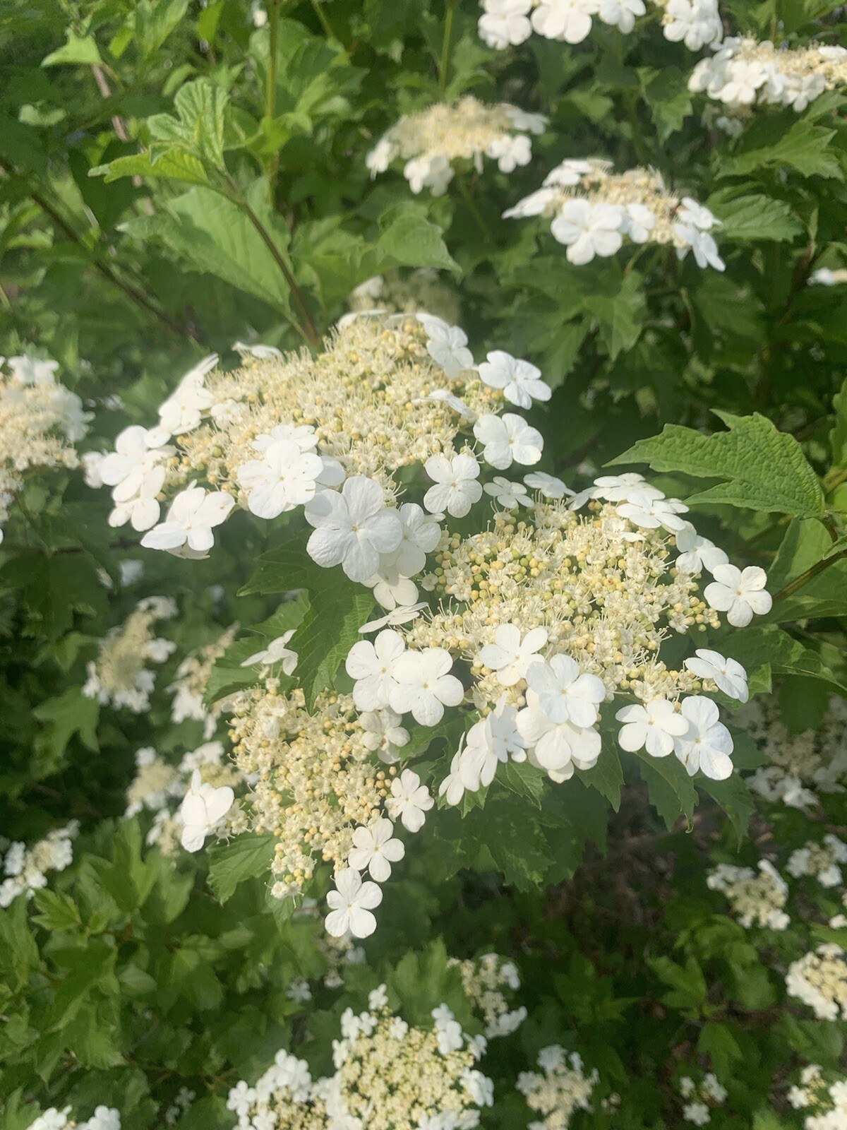10 Fresh American Highbush Cranberry Or Kalina Shrub Seeds, 2024 (Showy, Edible)