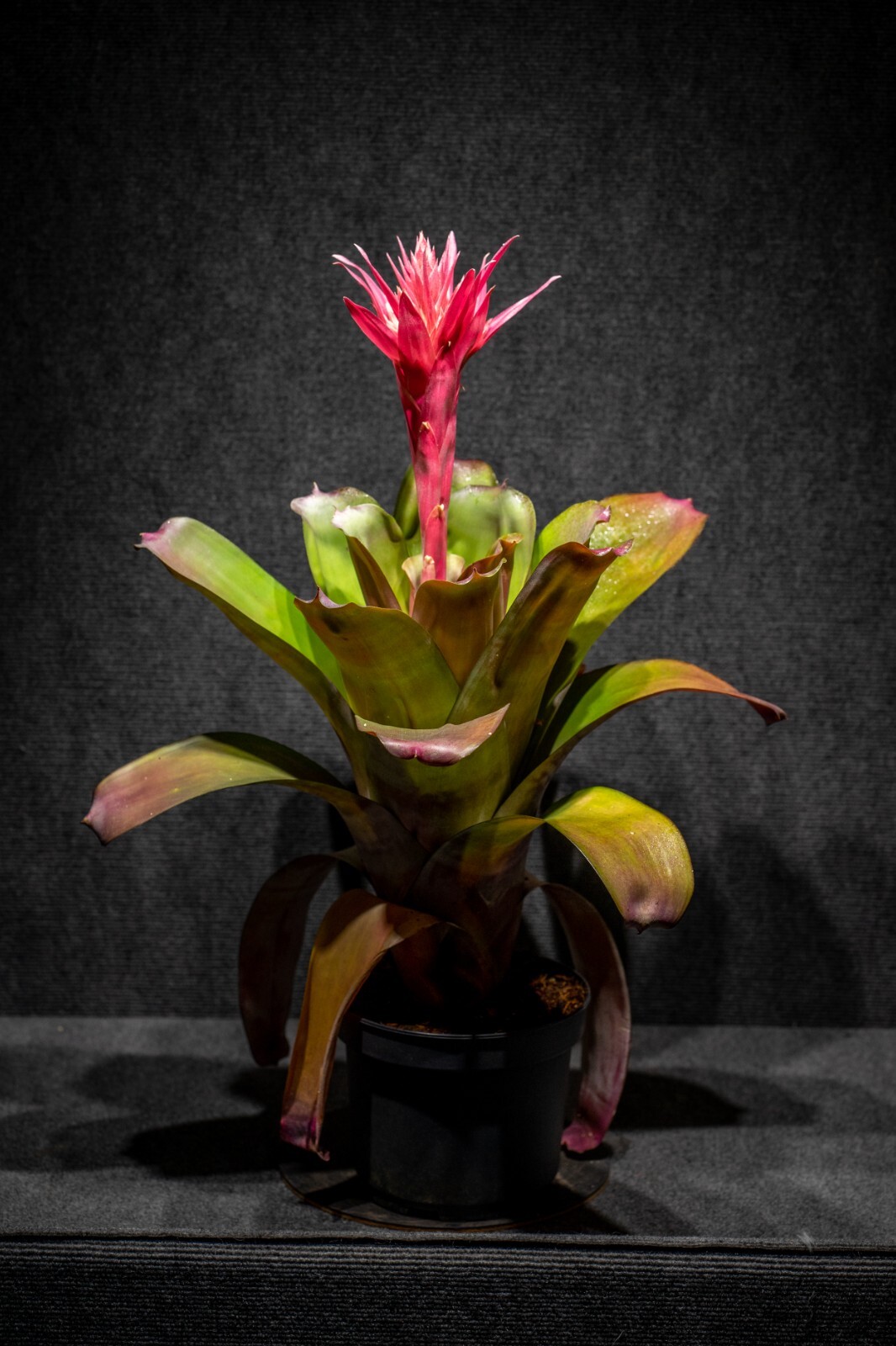 Bromeliad Aechmea Harvito 8″ pot