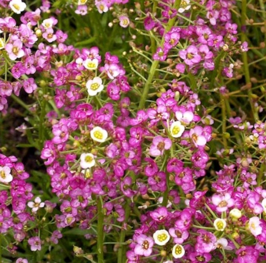 500+ Dwarf Pink Alyssum Seeds **Fresh Seeds* ~~Free Shipping~~