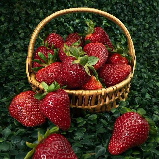 333+ Gaviota Strawberry Seeds Sweetest Red Fresh June 2026 Free Shipping