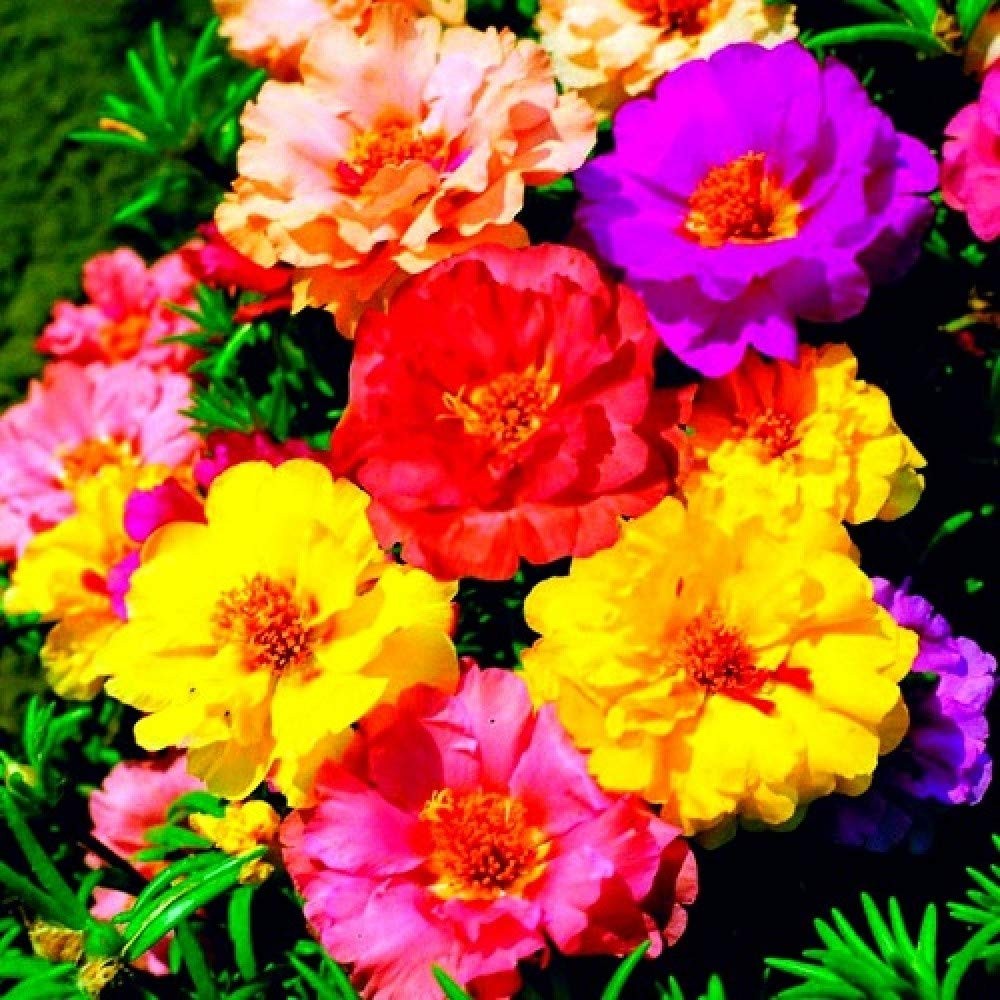 Purslane Double Flower Mix Terry Portulaca Grandiflora Seed Mix 500+ Seeds fo…