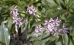Lychnis viscaria alpina 2,000 seeds