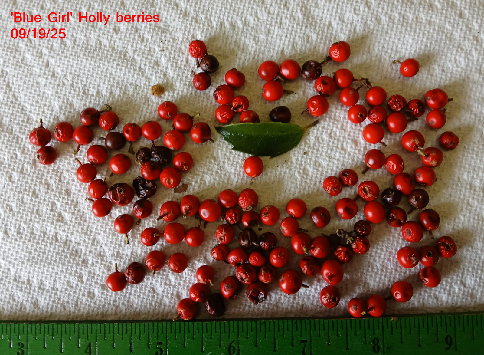 Blue Girl Holly Ilex x meserveae, 10 berries
