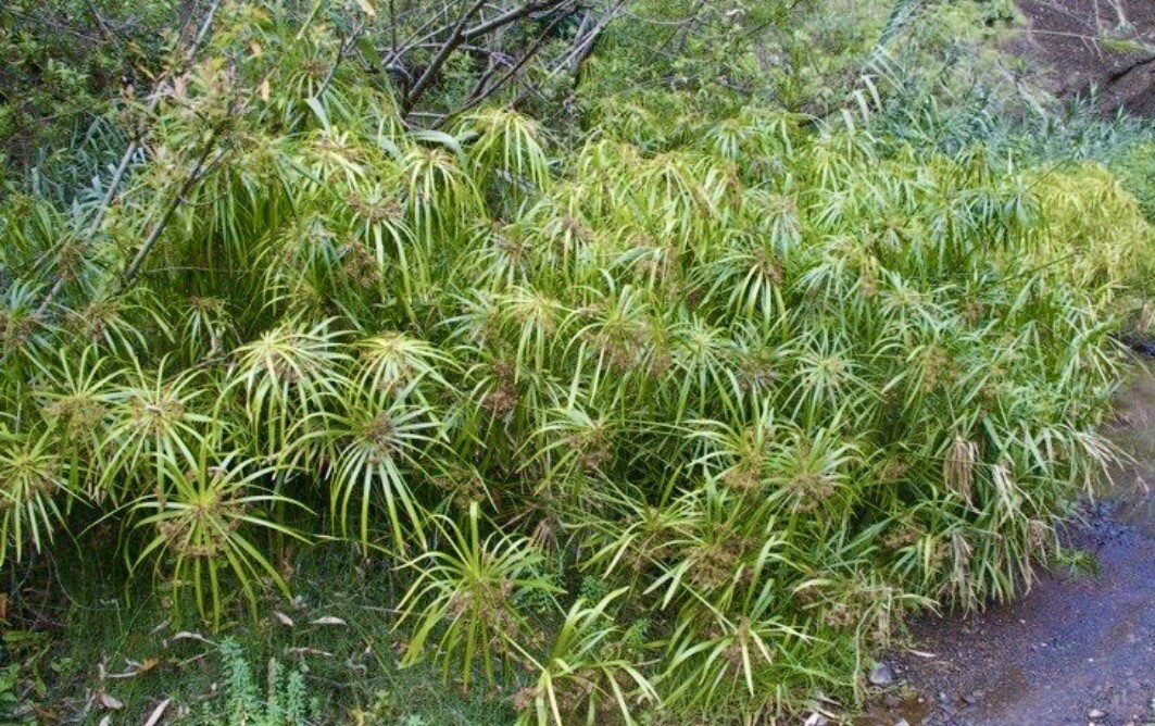 Cyperus Alternifolius, Umbrella Palm, Umbrella Sedge – 100 Seeds 2024 – USA