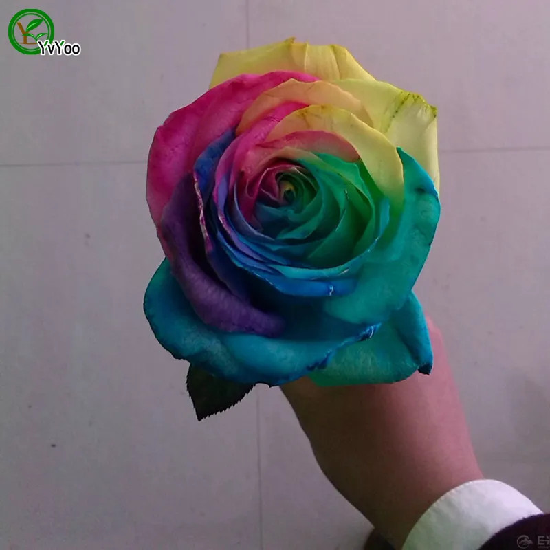 20 SEEDS for Rainbow Color RARE Rose tea flower bud Bush exotic plant USA Seller