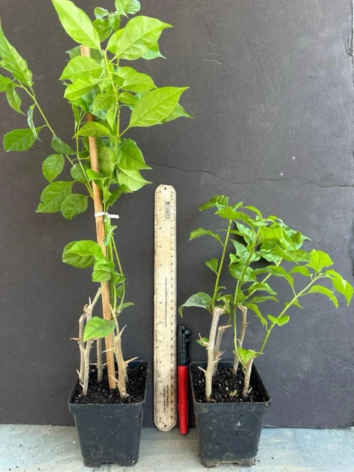 4” Pot of PURPLE MAJESTY Rooted Bougainvillea Plant-Height & Fullness Varies