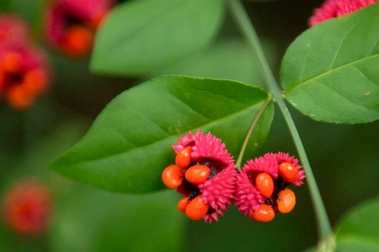 1 American Strawberry Bush Euonymus americanus Bare Root