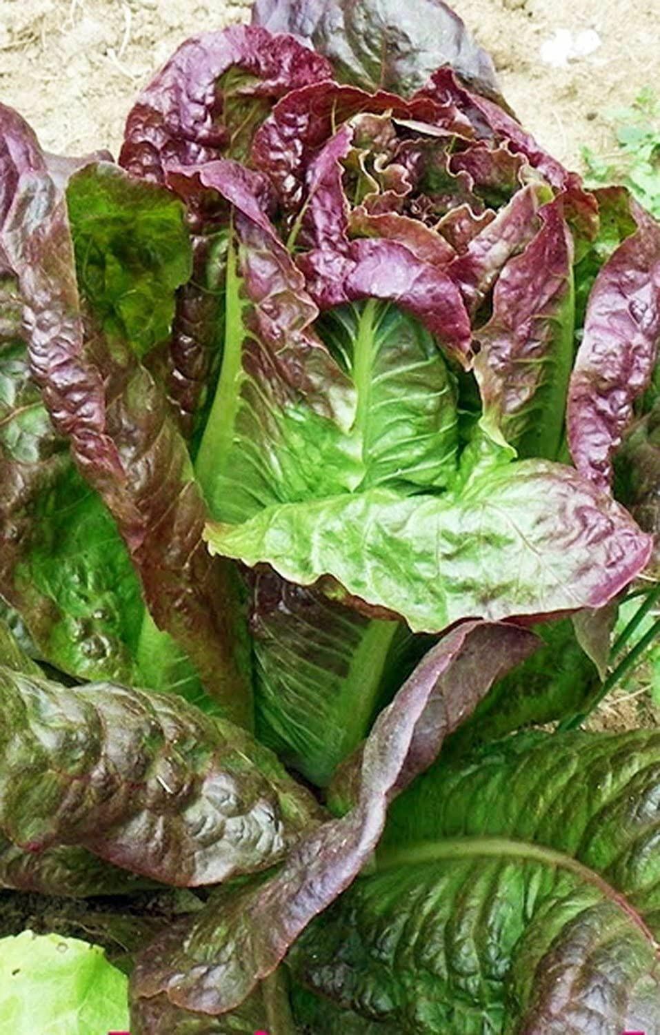 Lettuce, Red Leaf Romaine Lettuce Seeds, COOL BEAND N SPROUTS BRAND, Non-GMO, He