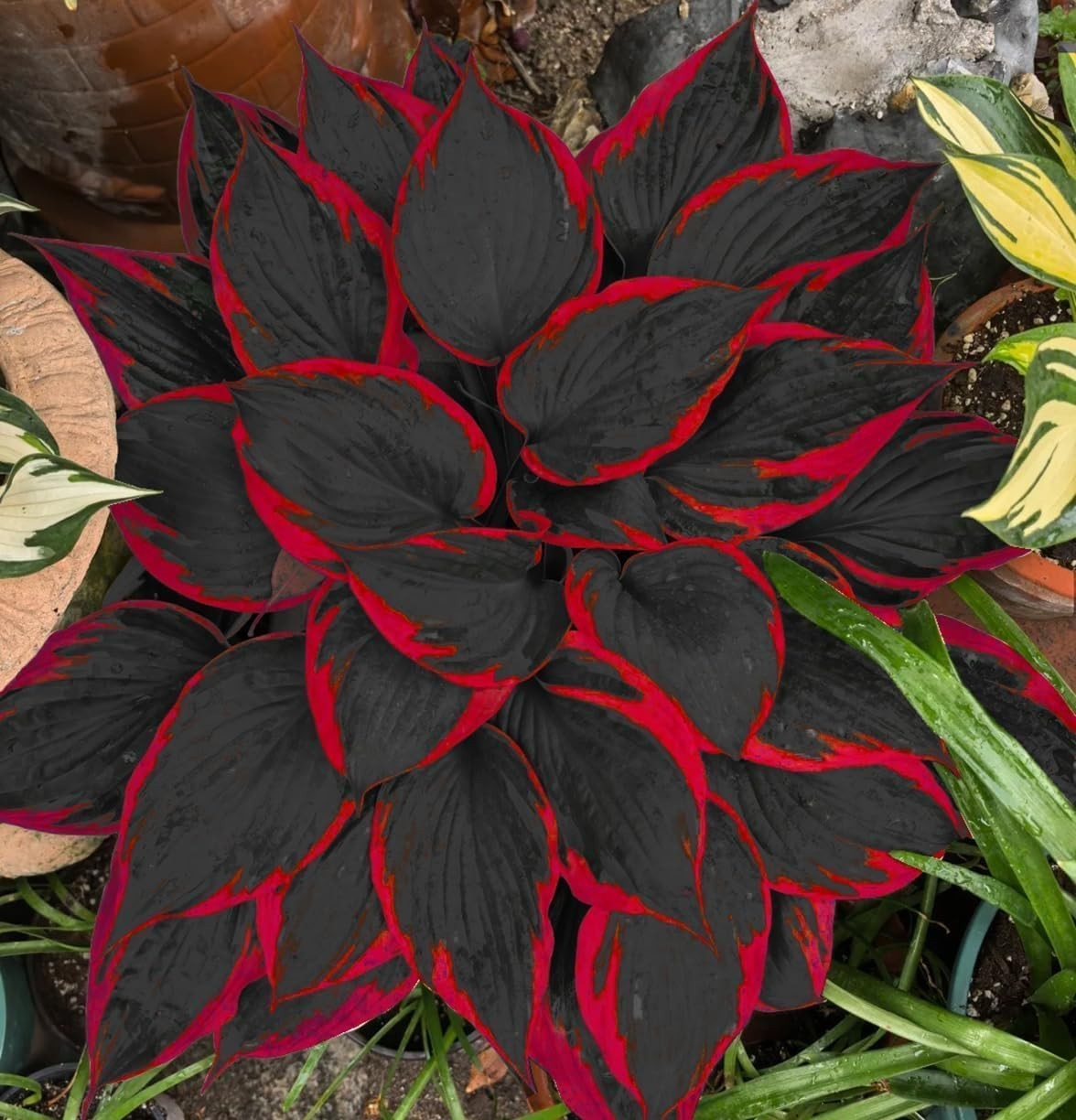 318+ Hosta Seeds – Rare Perennial Plants with Unique Foliage for Shaded Garde…