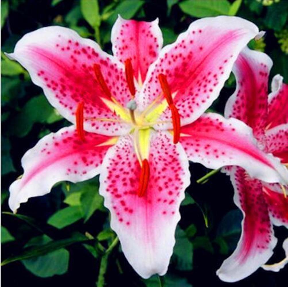 25pc LILY SEEDS Garden Plant Flower rare bloom exotic USA seller B FREE shipping