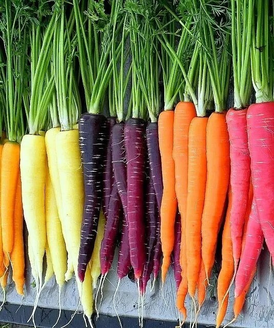 Rainbow Carrot Blend Mix Seeds , NON-GMO, ORGANIC, HEIRLOOM