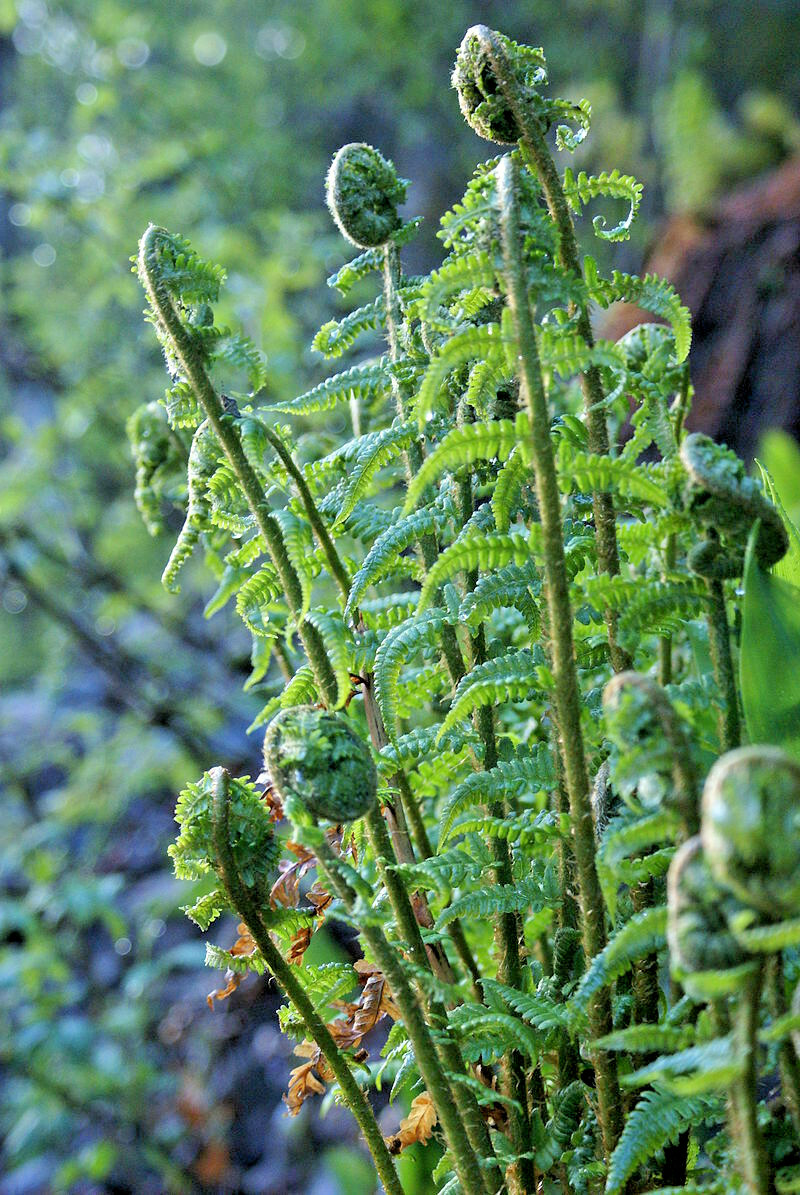 western Lady fern 1000 spores (seeds) Filix femina, cold hardy, up to 3′ tall