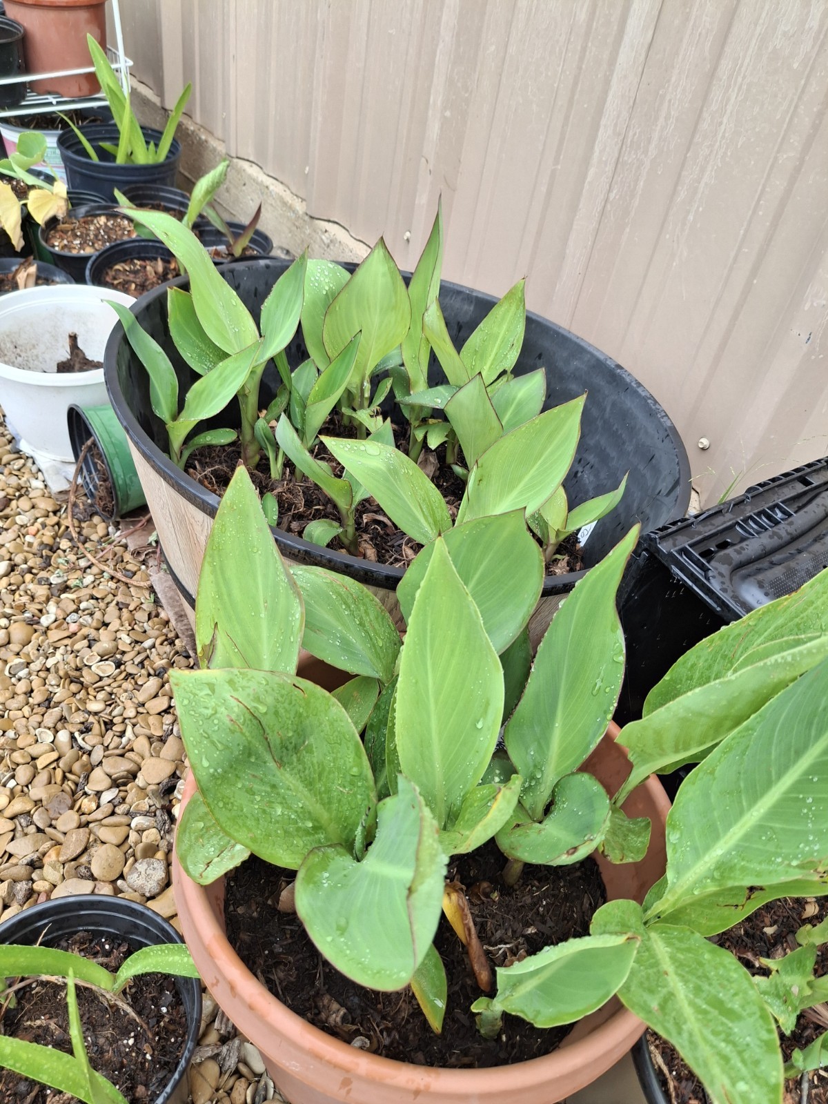 3 Mixed Canna Lily Bulb/Rhizomes-Tropical EZ 2 Grow!-Stunning Perennials! Sale!
