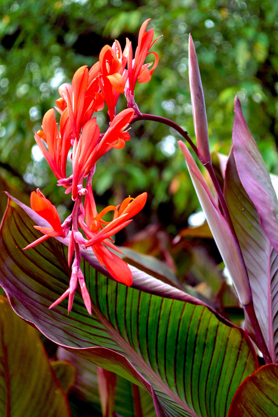 2 Musafolia Canna Lily Live Plant Rhizomes (Bright Red and Coral Blooms)