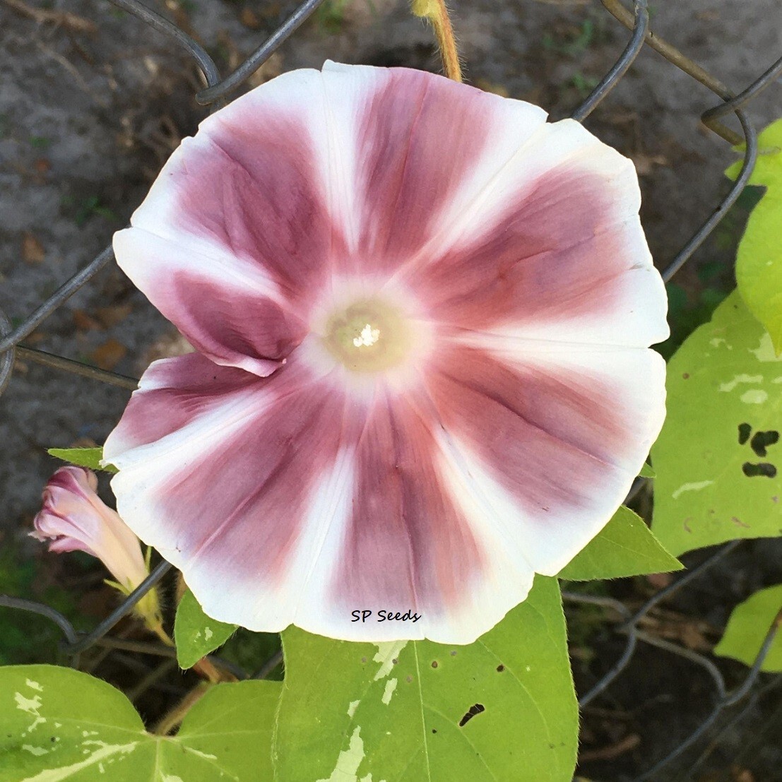 Box of Chocolates Japanese Morning Glory Sampler – ipomoea NIL – 6 seeds