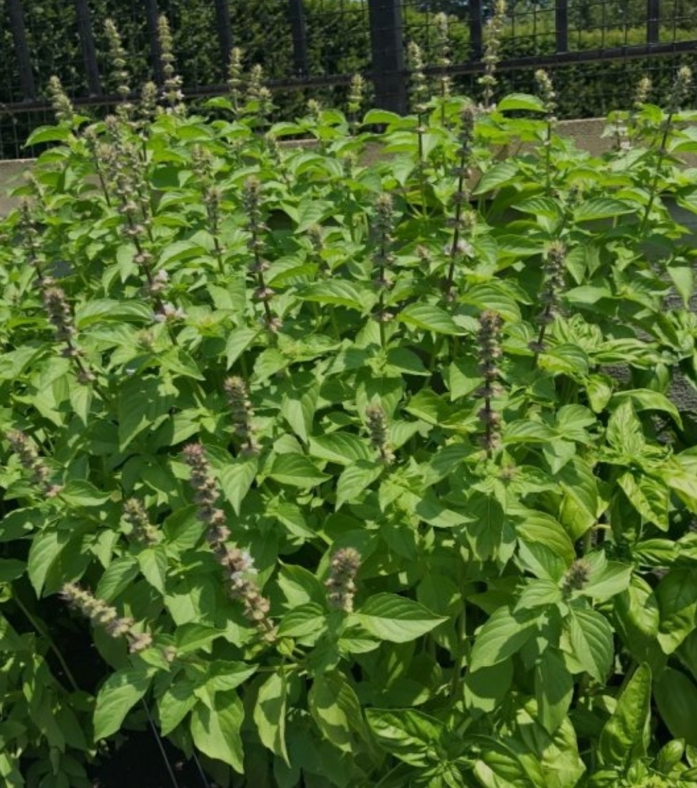 Lemon Basil Seeds 15 Organic Seeds *Free Shipping*