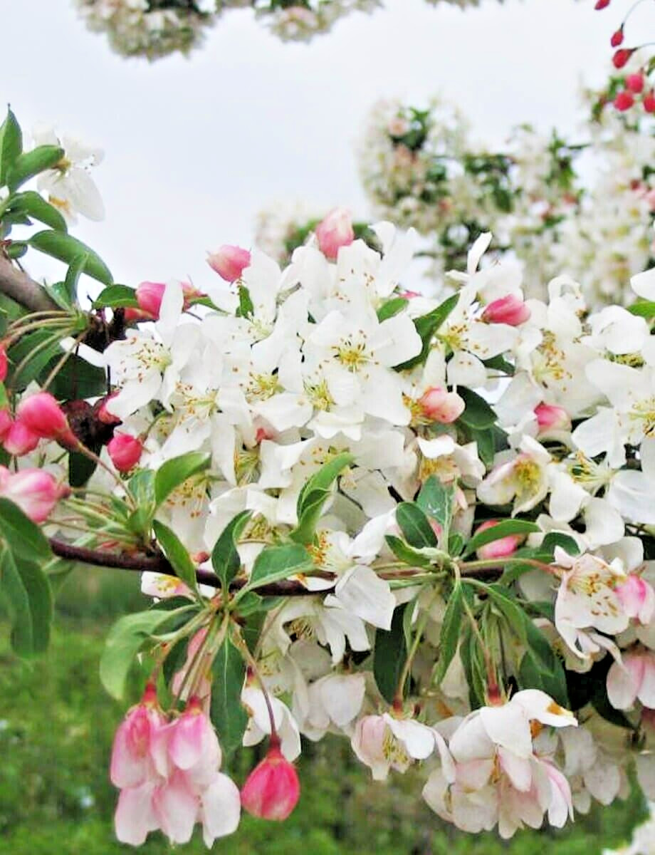 RED JEWEL CRAB APPLE SEEEDS – Malus ‘Jewelcole’