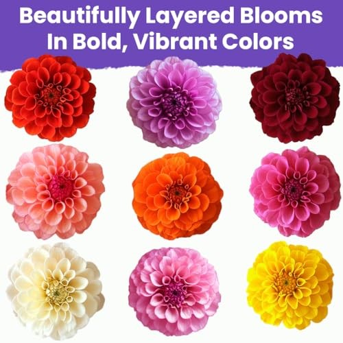 Zinnia Seeds for 2026 Planting Outdoors, Over 550 Dahlia Mix Multi Color