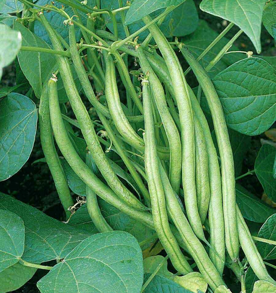 Improved Tendergreen Green Bean Seeds | Heirloom NonGMO Bush Vegetable Seed 2024