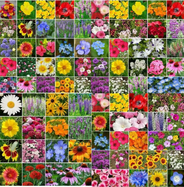 Wildflower Mix LANDSCAPER’S PACK BULK Top Sellers Non-GMO Pure Seed 5000 Seeds