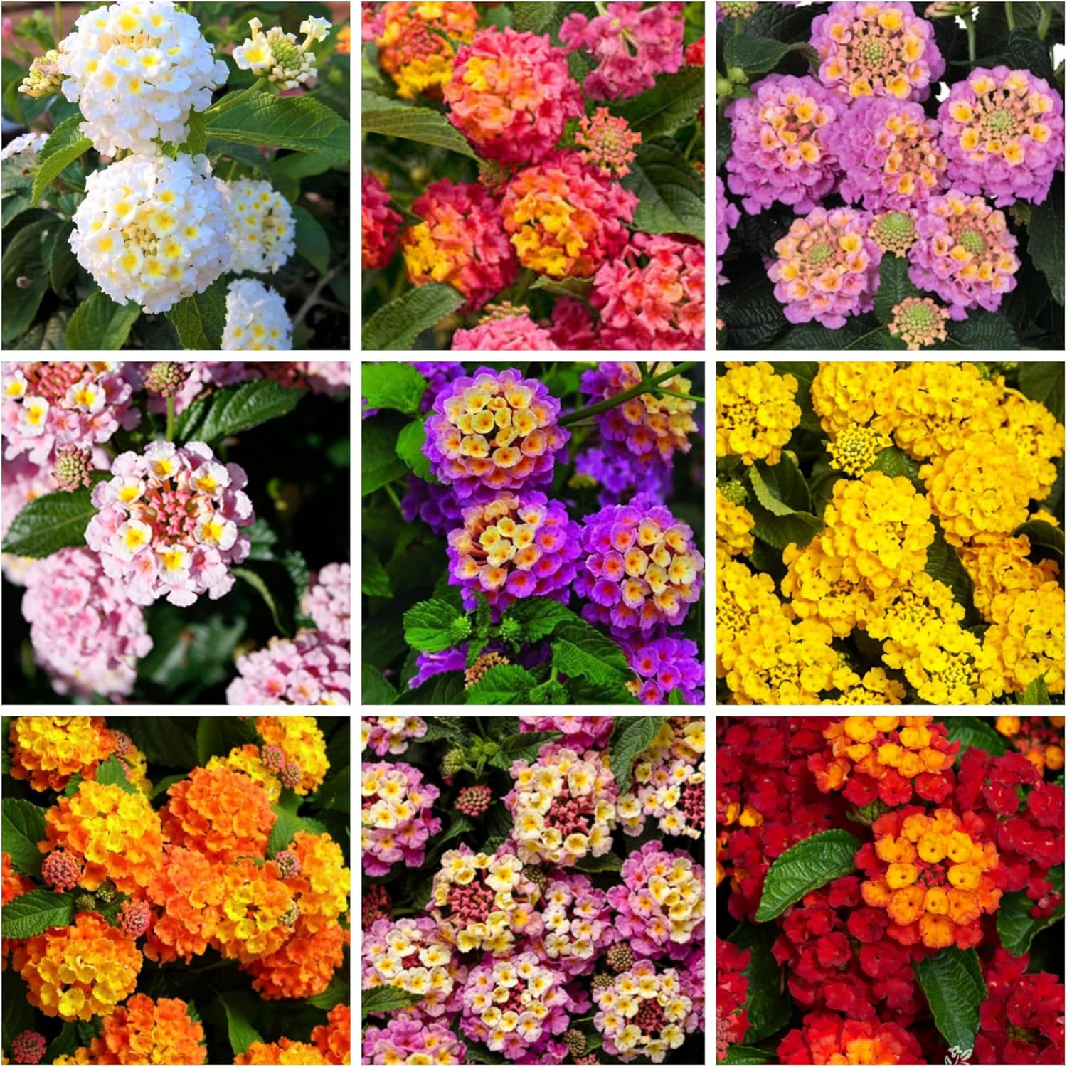 Lantana Flower Seeds for Planting – Mix Color Lantana Seeds to Plant Non-Gmo Per