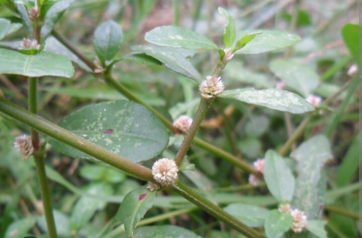 200+Sessile Joyweed/Ponnanganni/Mukunuwenna/Dwarf Copperleaf/Alternanthera Seeds