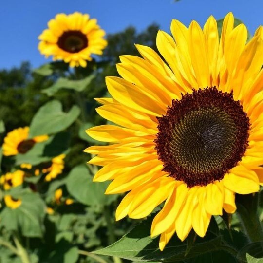 Peredovik Yellow Sunflower Seeds – 50Pcs/pack – Huge Tall Blooms