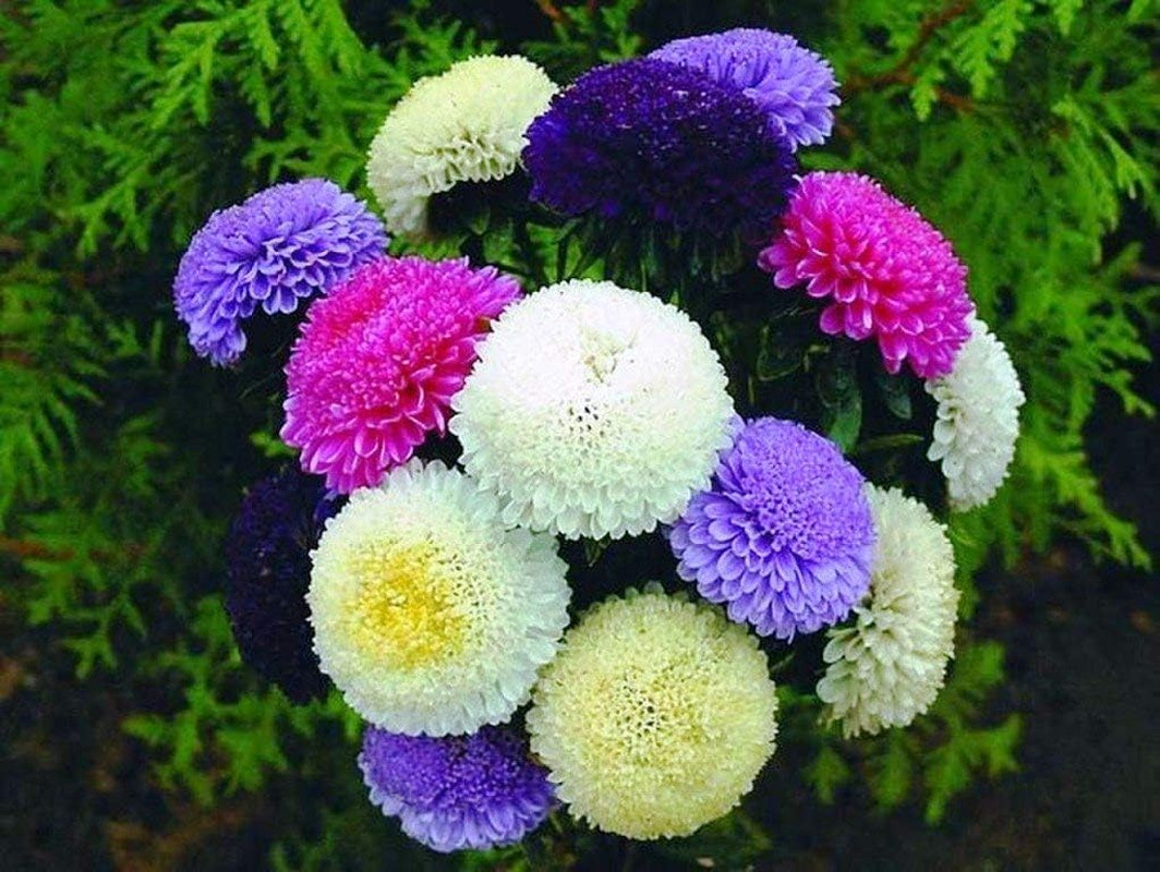 Seeds Aster Pompon Mix Giant Flower Annual Outdoor Garden Cut for Planting Non G