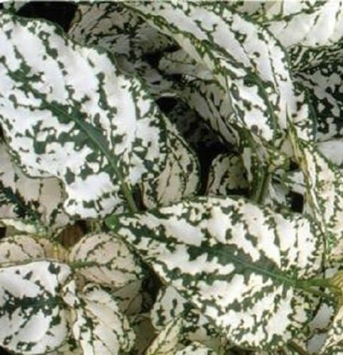 50 Hypoestes Seeds Splash Select White Hypoestes Seeds