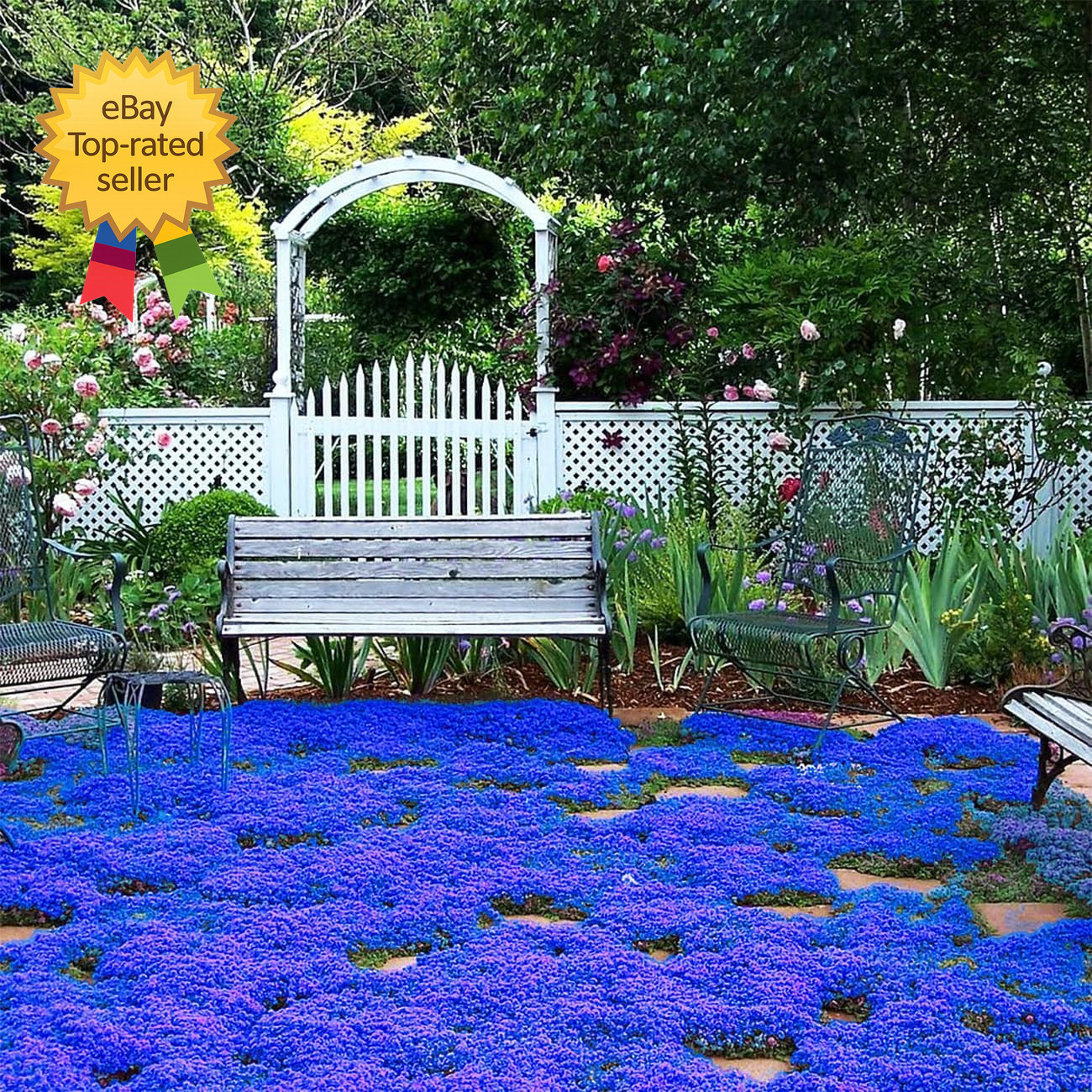 20000+ Magic Blue Creeping Thyme Seeds for Planting Ground Cover Plants Brown