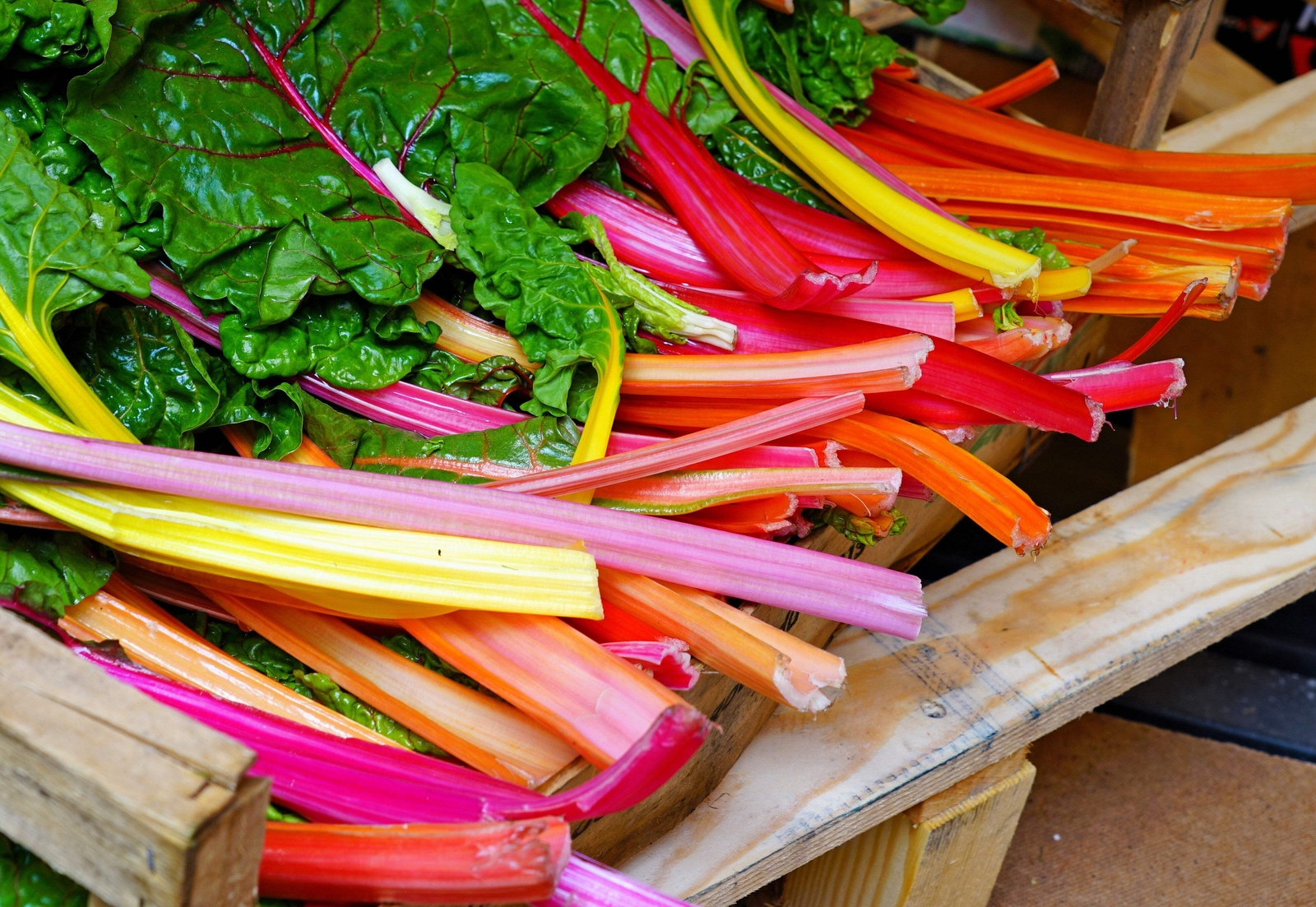 150 Northern Lights Mix SWISS CHARD Perpetual Spinach Beta Vulgaris Greens Seeds