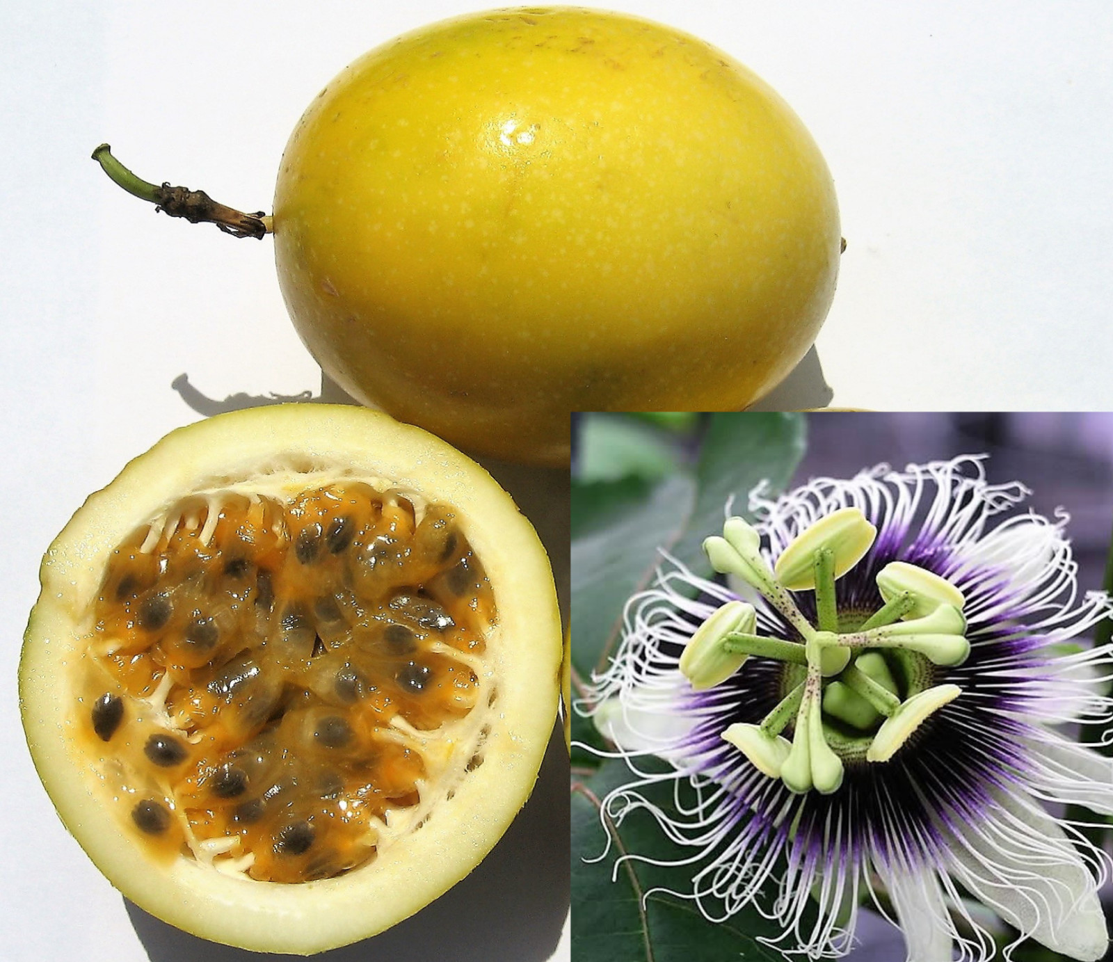 10 YELLOW PASSION FRUIT Vine Passiflora Edulis Flavicarpa Passionfruit Seeds