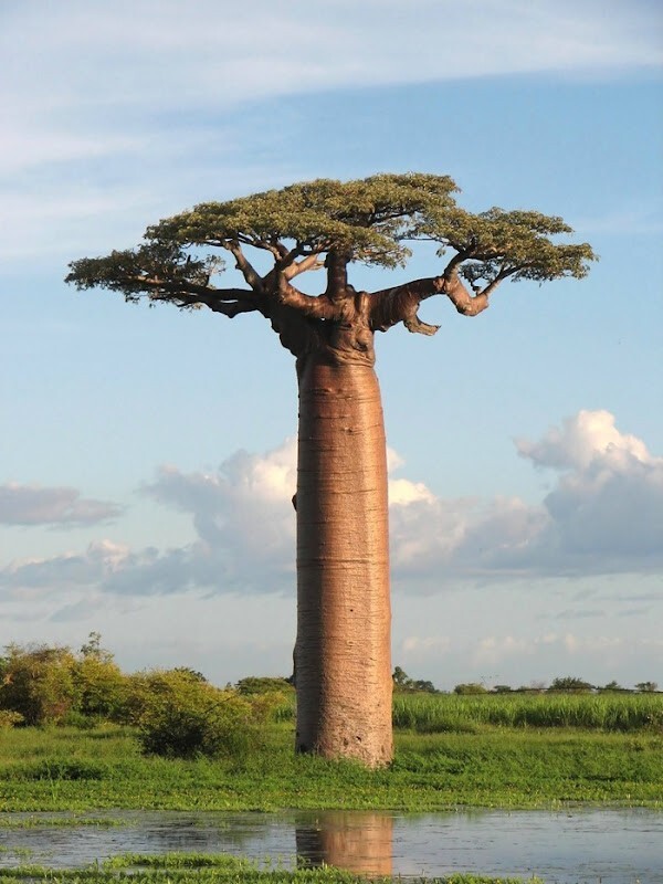 9+ African Baobab Seeds, Adansonia Digitata “Tree of Life” Rare