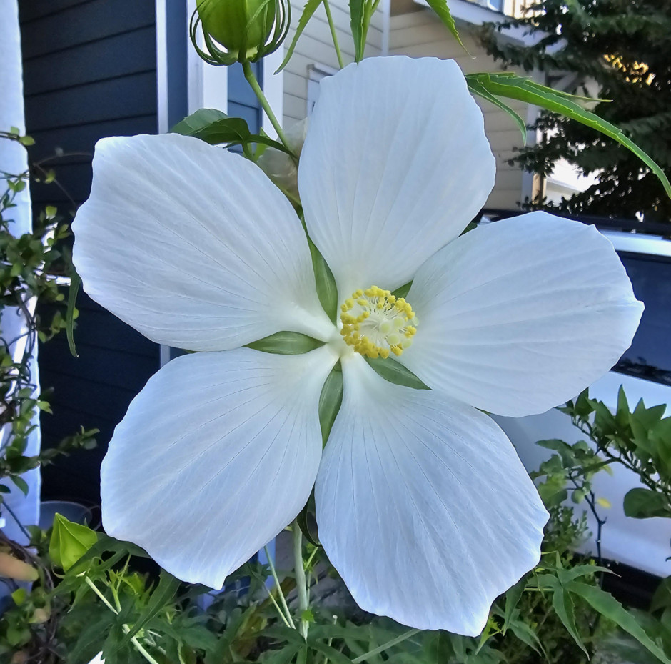 White Texas Star Hardy Hibiscus Plant – 4-8″ Tall – White Flowering Perennial