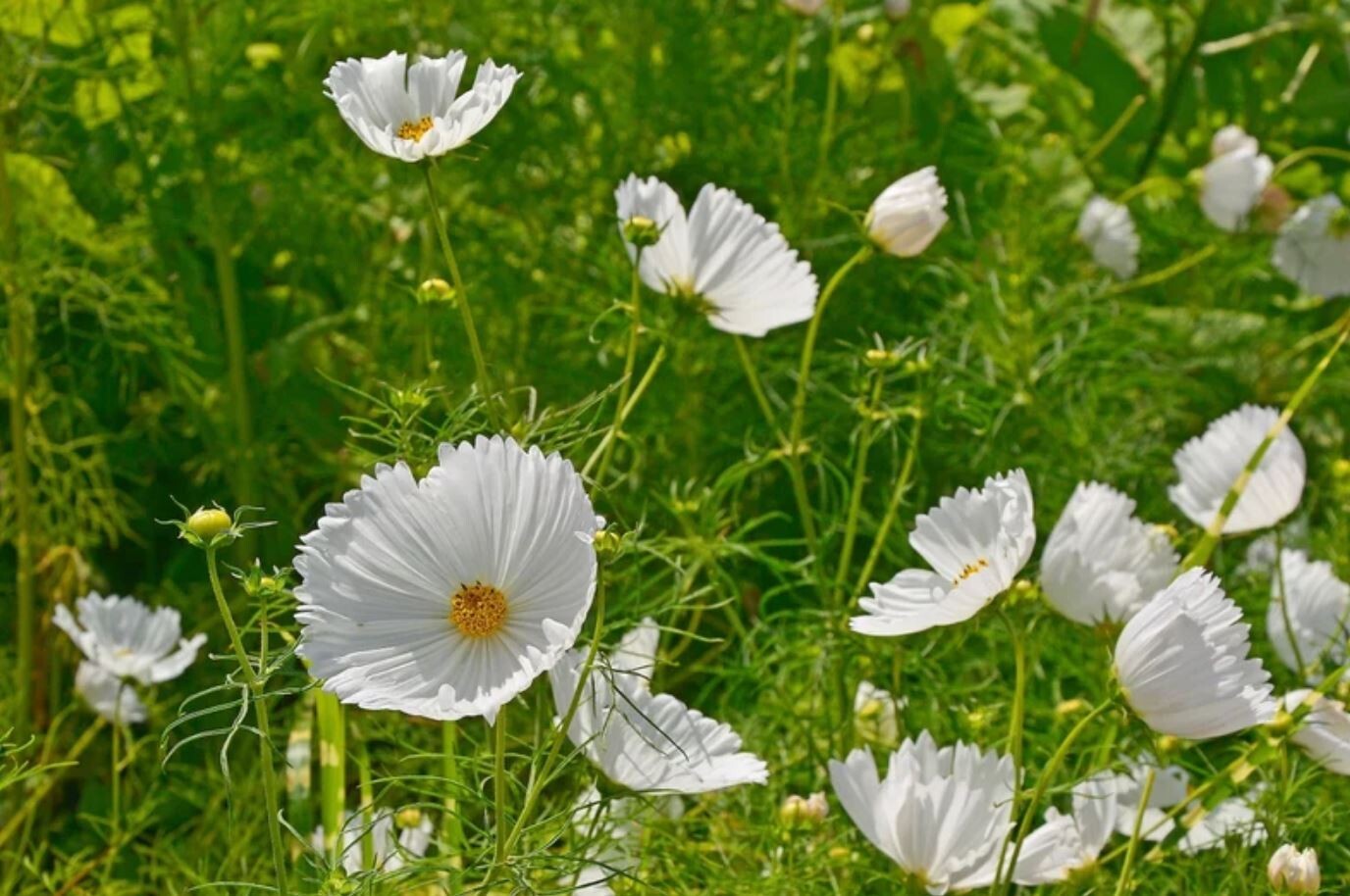 50+Seeds| Cupcake White Cosmos Seeds Seeds #L008