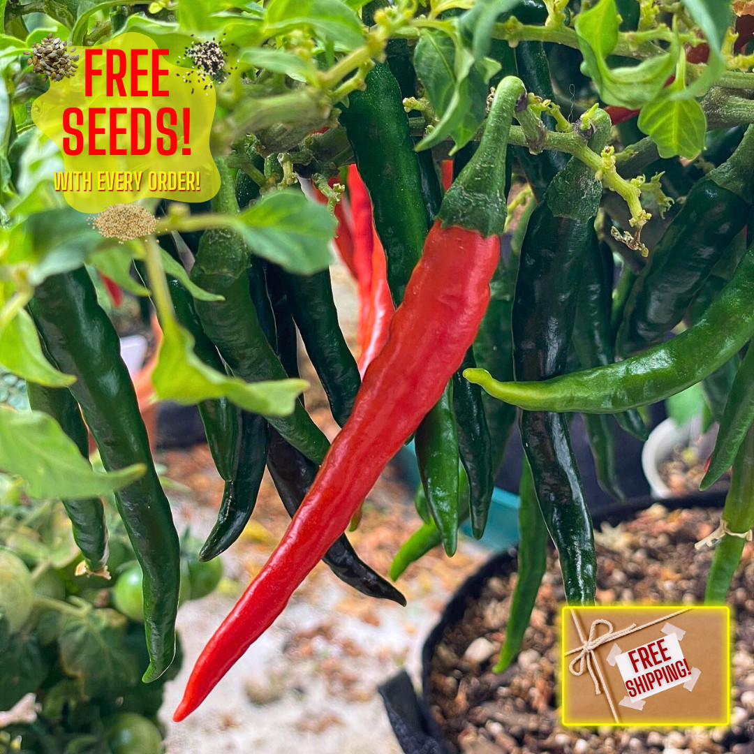Fresh Hot Cayenne Pepper Seeds | Heirloom Non-GMO | Fresh Vegetable Seeds