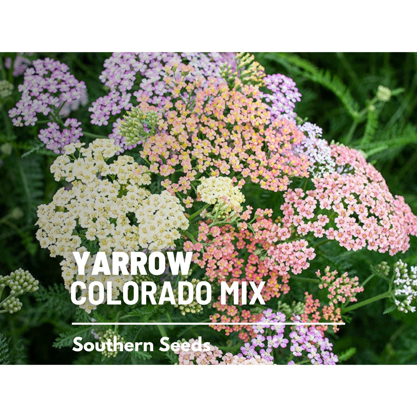 Yarrow, Colorado Mix – 50 seeds – Heirloom Medicinal Herb (Achillea millefolium)