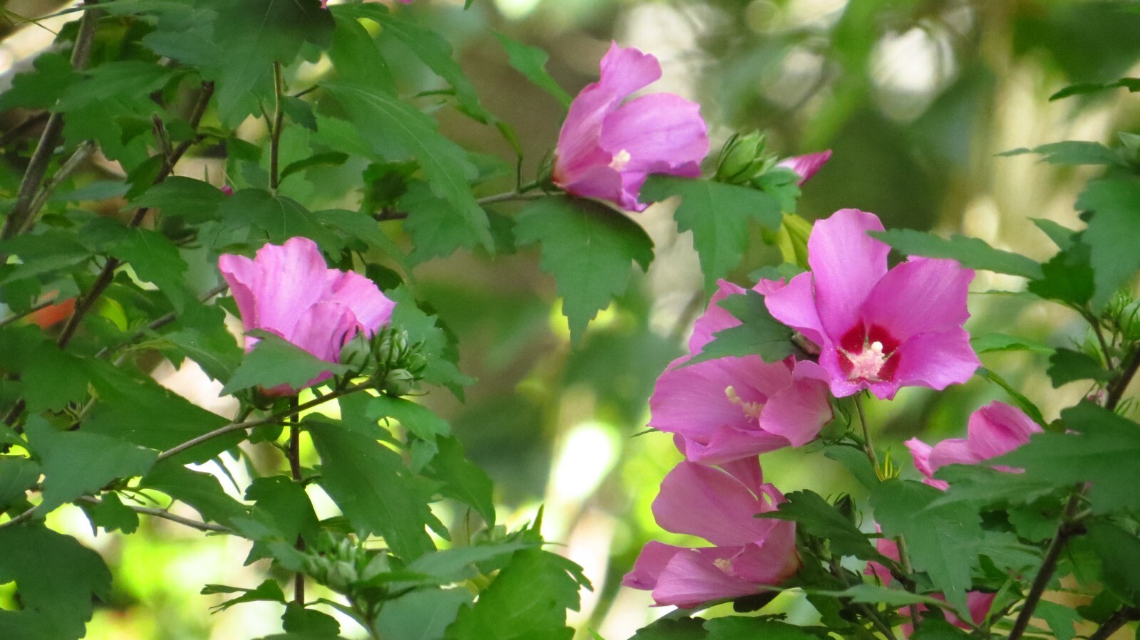 50+ Pink Rose of Sharon Seeds(Hibiscus syriacus/Aphrodite Althea/hardy hibiscus)