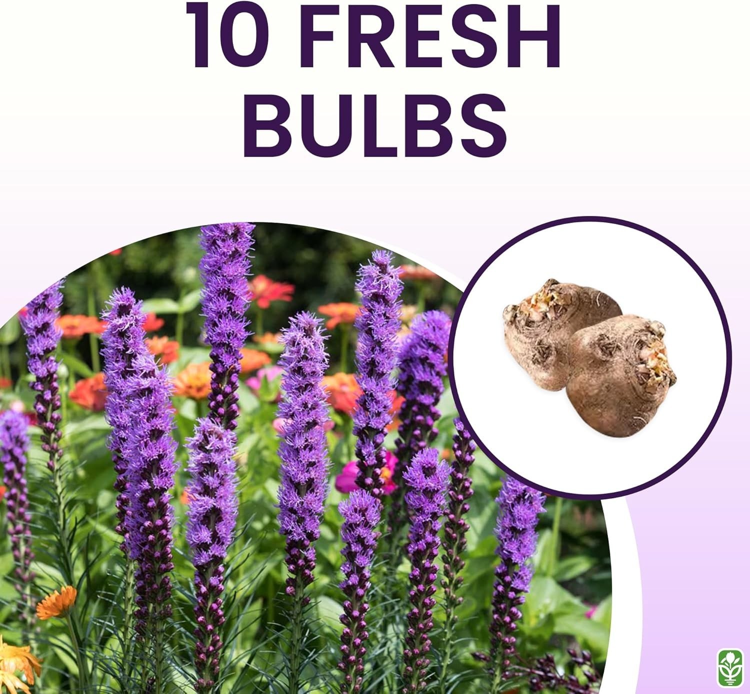 Purple Blazing Star – 10 Fresh Bulbs – Liatris Spicata Flower Bulb – Perennia…
